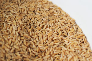 khorisan ancient grain